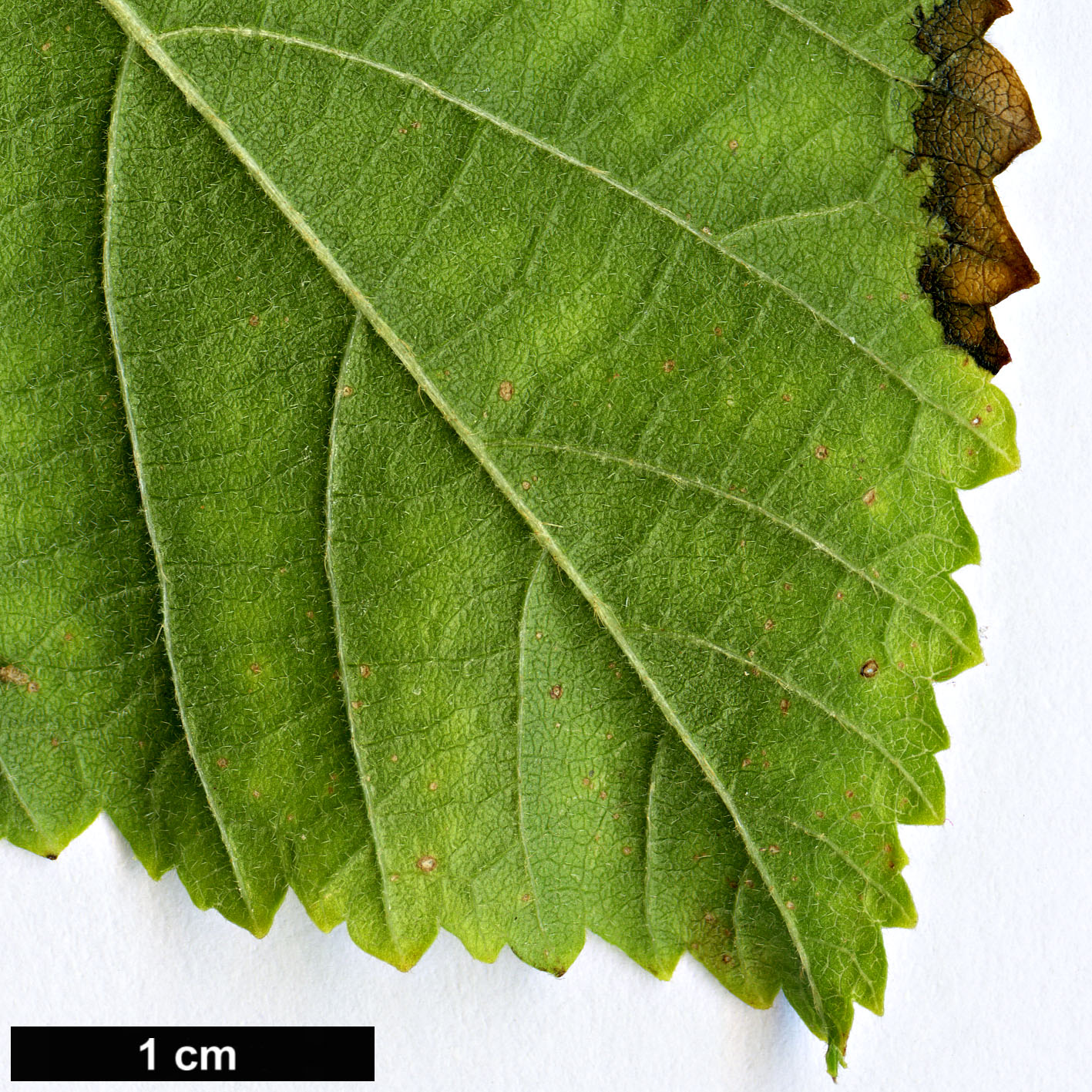 High resolution image: Family: Malvaceae - Genus: Grewia - Taxon: biloba - SpeciesSub: var. parviflora